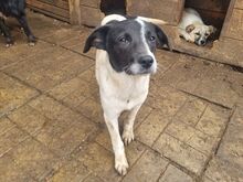 SIMON, Hund, Mischlingshund in Rumänien - Bild 4