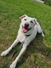 BUDDY, Hund, Mischlingshund in Bremen - Bild 1