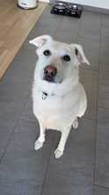 BUDDY, Hund, Mischlingshund in Bremen - Bild 2