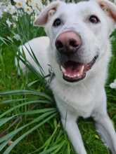BUDDY, Hund, Mischlingshund in Bremen - Bild 3