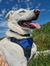 BUDDY, Hund, Mischlingshund in Bremen - Bild 5