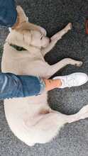 BUDDY, Hund, Mischlingshund in Bremen - Bild 6