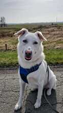 BUDDY, Hund, Mischlingshund in Bremen - Bild 7