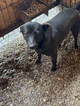 CARLIE, Hund, Mischlingshund in Rumänien - Bild 2
