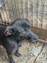 CARLIE, Hund, Mischlingshund in Rumänien - Bild 3