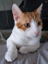PEANUT, Katze, Europäisch Kurzhaar in Zypern - Bild 1