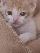 PEANUT, Katze, Europäisch Kurzhaar in Zypern - Bild 2
