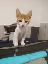 PEANUT, Katze, Europäisch Kurzhaar in Zypern - Bild 3