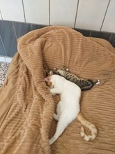 PEANUT, Katze, Europäisch Kurzhaar in Zypern - Bild 4