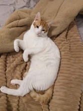 PEANUT, Katze, Europäisch Kurzhaar in Zypern - Bild 5