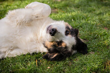 BOOMER, Hund, Tornjak-Mix in Kroatien - Bild 1