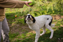 BOOMER, Hund, Tornjak-Mix in Kroatien - Bild 2