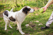 BOOMER, Hund, Tornjak-Mix in Kroatien - Bild 3