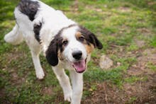 BOOMER, Hund, Tornjak-Mix in Kroatien - Bild 4