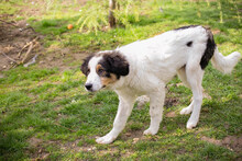 BOOMER, Hund, Tornjak-Mix in Kroatien - Bild 5