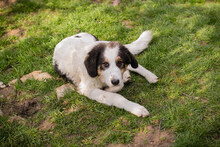 BOOMER, Hund, Tornjak-Mix in Kroatien - Bild 6