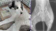 BOOMER, Hund, Tornjak-Mix in Kroatien - Bild 7