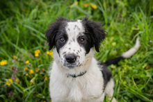 CHIPNR230501, Hund, Mischlingshund in Kroatien - Bild 1