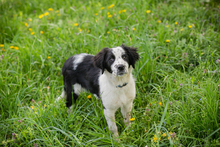CHIPNR230501, Hund, Mischlingshund in Kroatien - Bild 3