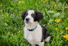 CHIPNR230501, Hund, Mischlingshund in Kroatien - Bild 5