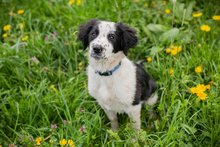 CHIPNR230501, Hund, Mischlingshund in Kroatien - Bild 6