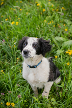 CHIPNR230501, Hund, Mischlingshund in Kroatien - Bild 7