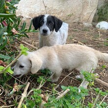 ELKE, Hund, Mischlingshund in Italien - Bild 10