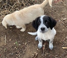 ELKE, Hund, Mischlingshund in Italien - Bild 11