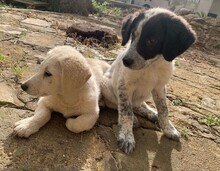 ELKE, Hund, Mischlingshund in Italien - Bild 12