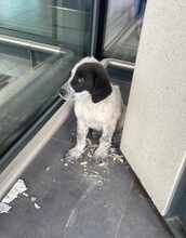 ELKE, Hund, Mischlingshund in Italien - Bild 13