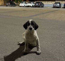 ELKE, Hund, Mischlingshund in Italien - Bild 14