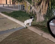 ELKE, Hund, Mischlingshund in Italien - Bild 15