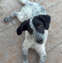 ELKE, Hund, Mischlingshund in Italien - Bild 2