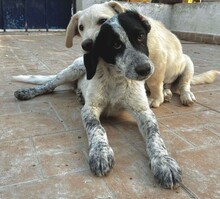 ELKE, Hund, Mischlingshund in Italien - Bild 3