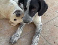 ELKE, Hund, Mischlingshund in Italien - Bild 4