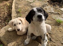 ELKE, Hund, Mischlingshund in Italien - Bild 7