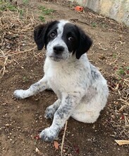 ELKE, Hund, Mischlingshund in Italien - Bild 8