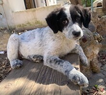 ELKE, Hund, Mischlingshund in Italien - Bild 9