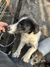 ALOISIA, Hund, Mischlingshund in Rumänien - Bild 1