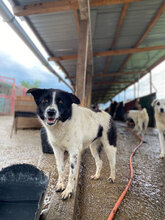 ALOISIA, Hund, Mischlingshund in Rumänien - Bild 2