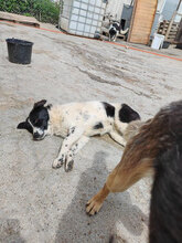 ALOISIA, Hund, Mischlingshund in Rumänien - Bild 3