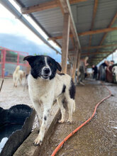 ALOISIA, Hund, Mischlingshund in Rumänien - Bild 5