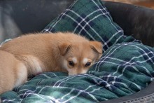 MUFASA, Hund, Mischlingshund in Spanien - Bild 10