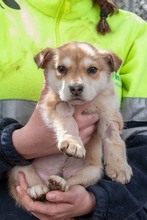 MUFASA, Hund, Mischlingshund in Spanien - Bild 2