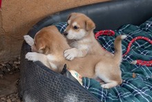 MUFASA, Hund, Mischlingshund in Spanien - Bild 4