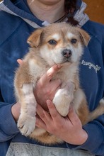 MUFASA, Hund, Mischlingshund in Spanien - Bild 5