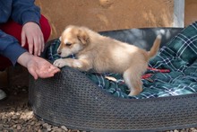 MUFASA, Hund, Mischlingshund in Spanien - Bild 6