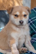 MUFASA, Hund, Mischlingshund in Spanien - Bild 7
