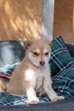 MUFASA, Hund, Mischlingshund in Spanien - Bild 8