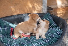 MUFASA, Hund, Mischlingshund in Spanien - Bild 9